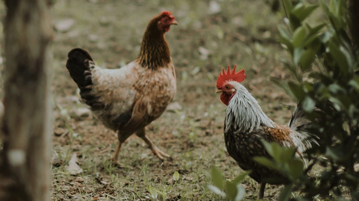 Two chickens walking on open ground